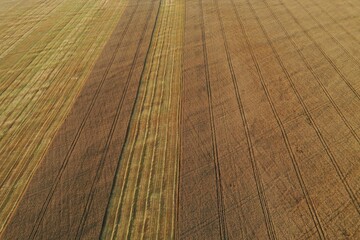 Abstract image. Aerial view of cereal crops in agricultural field with rows of wheat, rye, oat or barley. Harvest. Green grass. Minimalism natural photography. Golden and green squares.