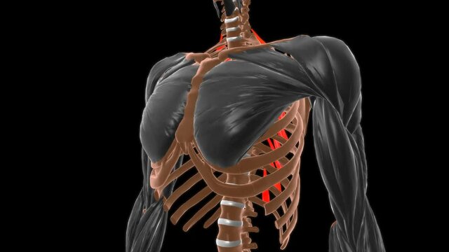 Levatores costarum longi Muscle Anatomy For Medical Concept 3D