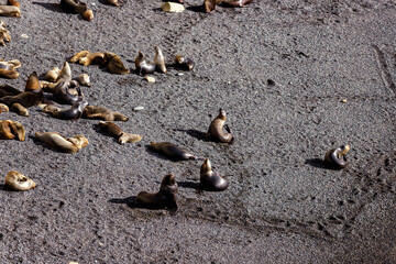 Aerial view of sea lion colony near Puerto Madryn, Argentina