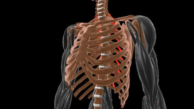 Levatores costarum breves Muscle Anatomy For Medical Concept 3D