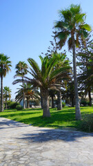 Fototapeta na wymiar palm trees path lawn near the sea park garden recreation garden resort summer