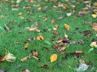 Autumn background of green grass and dry yellow leaves.