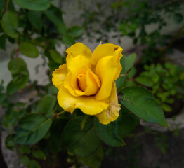 Beautiful yellow rose flower blooming in the garden, nature photography, gardening background