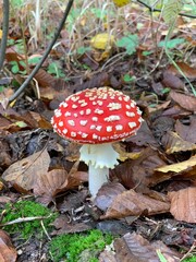 Poisonous inedible mushrooms amanita in the forest on a green background.