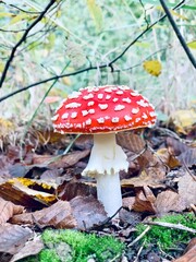 Poisonous inedible mushrooms amanita in the forest on a green background.