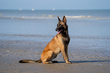 german shepherd dog on beach