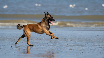 german shepherd dog on beach