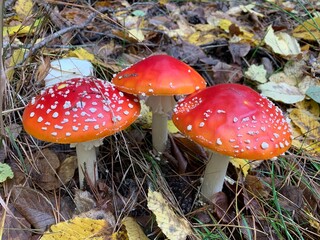 Poisonous inedible mushrooms amanita in the forest on a green background.