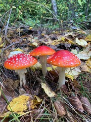 Poisonous inedible mushrooms amanita in the forest on a green background.