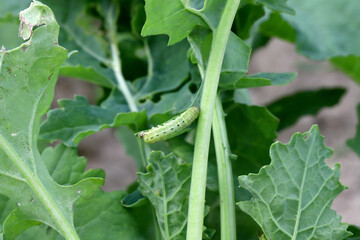 caterpillar of the family Noctuidae (owlet moths, ermyworm) on winter oilseed rape leaf. It is a dangerous pest.