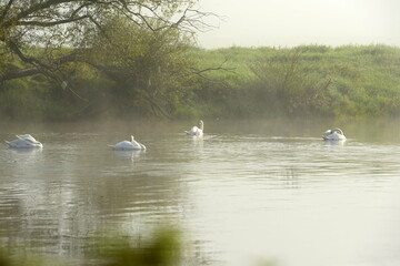 Fototapeta premium 4 Schwäne im Morgennebel im Fluß