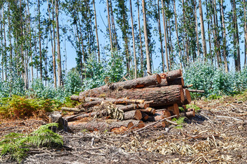 Stacked logs cut in the Forest. Deforestation concept