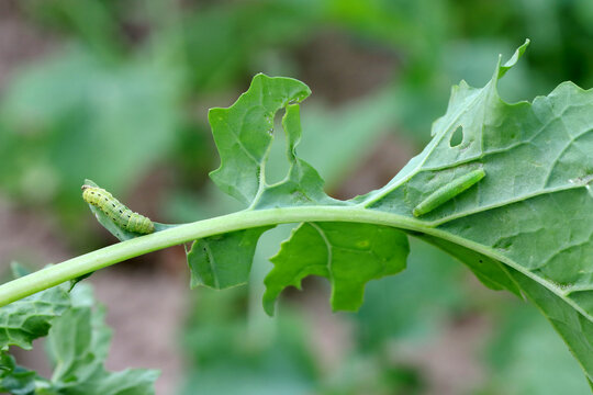 Caterpillar of the family Noctuidae (owlet moths, ermyworm) and small white or small cabbage white (Pieris rapae) on damaged cabbage leaves. Dangerous pest of many plants.