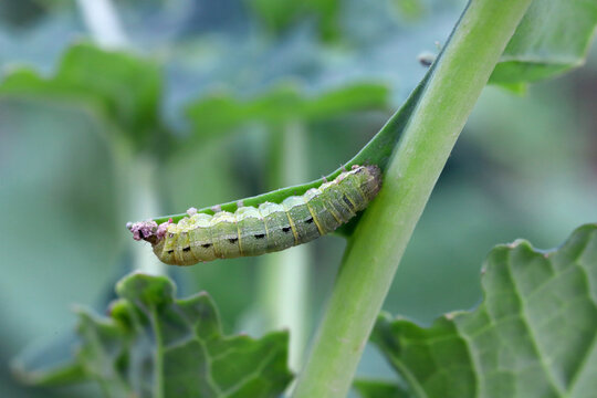 caterpillar of the family Noctuidae (owlet moths, ermyworm) on winter oilseed rape leaf. It is a dangerous pest.