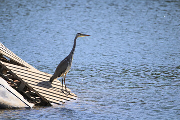 Great blue heron standing in a lake
