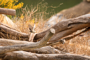 Spotted flycatcher taking off from a branch. Bird flying.	
