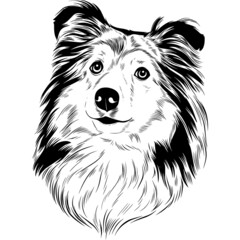 Fototapeta premium Shetland Sheepdog Dog