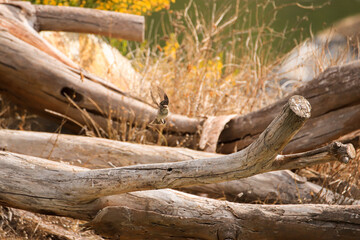 Spotted flycatcher taking off from a branch. Bird flying.	
