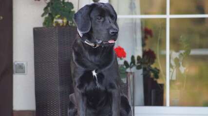 black labrador retriever