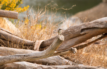 Spotted flycatcher in a branch