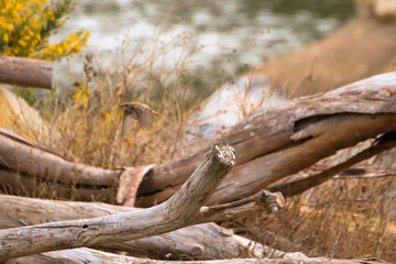 Spotted flycatcher taking off from a branch. Bird flying