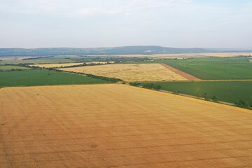 Abstract image. Aerial view of cereal crops in agricultural field with rows of wheat, rye, oat or barley. Harvest. Green grass. Minimalism natural photography. Golden and green squares.
