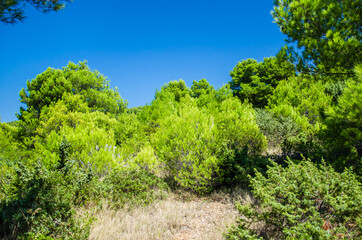 Fototapeta premium Küstenvegetation