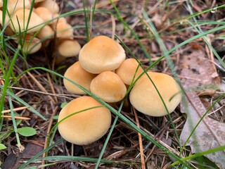 False inedible mushrooms honey agarics in the forest on a green background.