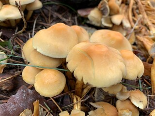 False inedible mushrooms honey agarics in the forest on a green background.