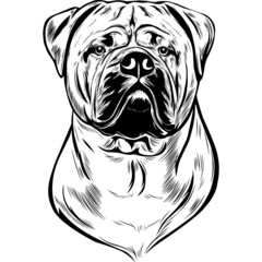 Bullmastiff