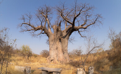 Fototapeta na wymiar Huge single baobab tree standing in it's natural habitat in Namibia, Africa