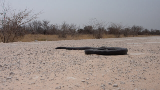 A dead black mamba - Dendroaspis polylepis -  on a white sandy road. The snake has no visible injuries and still looks alive.  The snake has large diamond shaped scales.