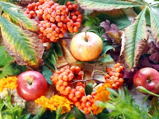 Autumn leaves, ripe red apples and rowan berries over wooden textured background. Autumn motives.