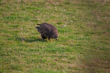 Common Buzzard (Buteo buteo) feeding on grass in meadow