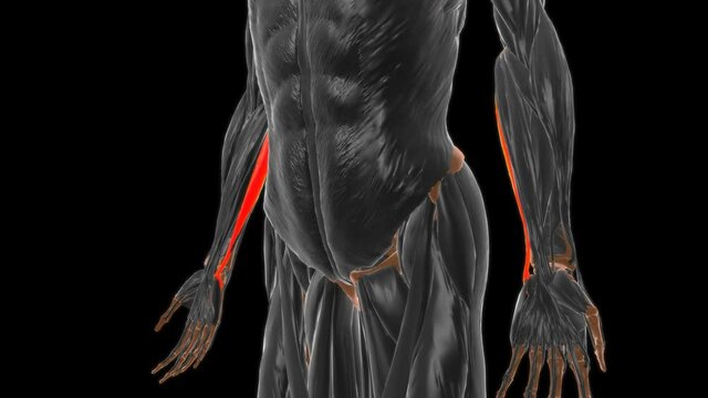 Humeral head of flexor carpi ulnaris Muscle Anatomy For Medical Concept 3D