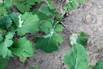 Leaf of Oilseed Rape (Brassica napus) damaged by cabbage leaf miner Fly of (Phytomyza rufipes)...