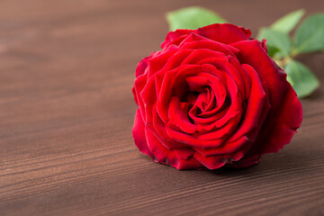 One rose on wooden background. Concept of love, passion, devotion
