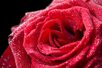 Macro shot of red rose in drops of water against black background. Beautiful macro shot of blooming flower