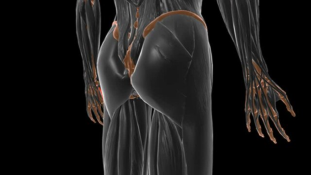 Flexor digiti minimi brevis of hand Muscle Anatomy For Medical Concept 3D