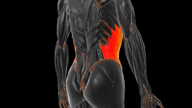 external oblique Muscle Anatomy For Medical Concept 3D