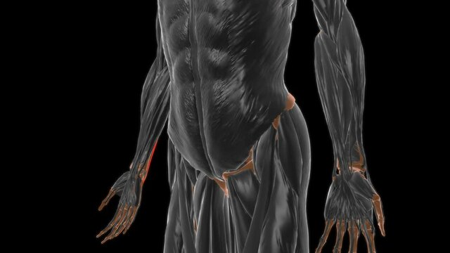 Extensor carpi ulnaris Muscle Anatomy For Medical Concept 3D