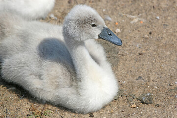 Cygnet on a concrete slipway	