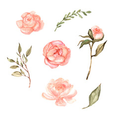 set of hand drawn roses, peonies and leaves watercolor. Isolated - 460163380