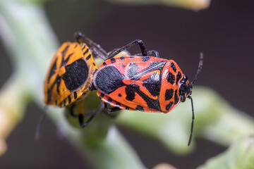Couple of Eurydema ventralis mating on a green plant. High quality photo