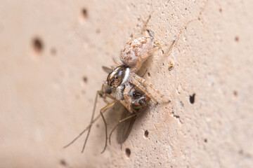 Female Menemerus semilimbatus spider hunting a mosquito a concrete wall. High quality photo