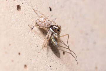 Female Menemerus semilimbatus spider hunting a mosquito a concrete wall. High quality photo