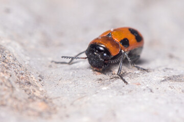 Coptocephala sp. beetle walking on a rock on a sunny day. High quality photo