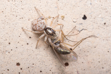 Female Menemerus semilimbatus spider hunting a mosquito a concrete wall. High quality photo
