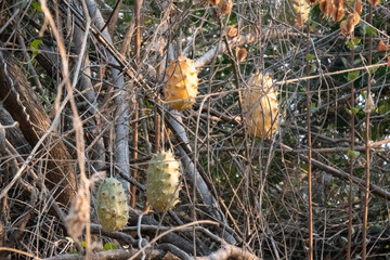 Cucumis metuliferus, commonly called the African horned cucumber, horned melon, spiked melon, jelly melon, kiwano, or cuke-a-saurus is an annual vine in the cucumber and melon family, Cucurbitaceae.
