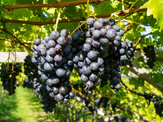 Bunches of black grapes in the Italian vineyards